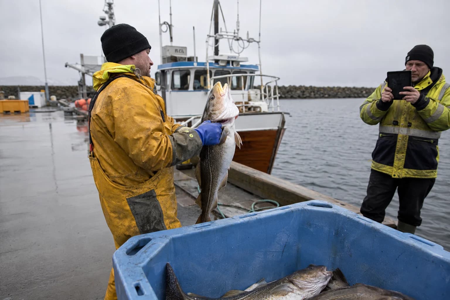 Cod inspected and recorded at the quayside before it is graded