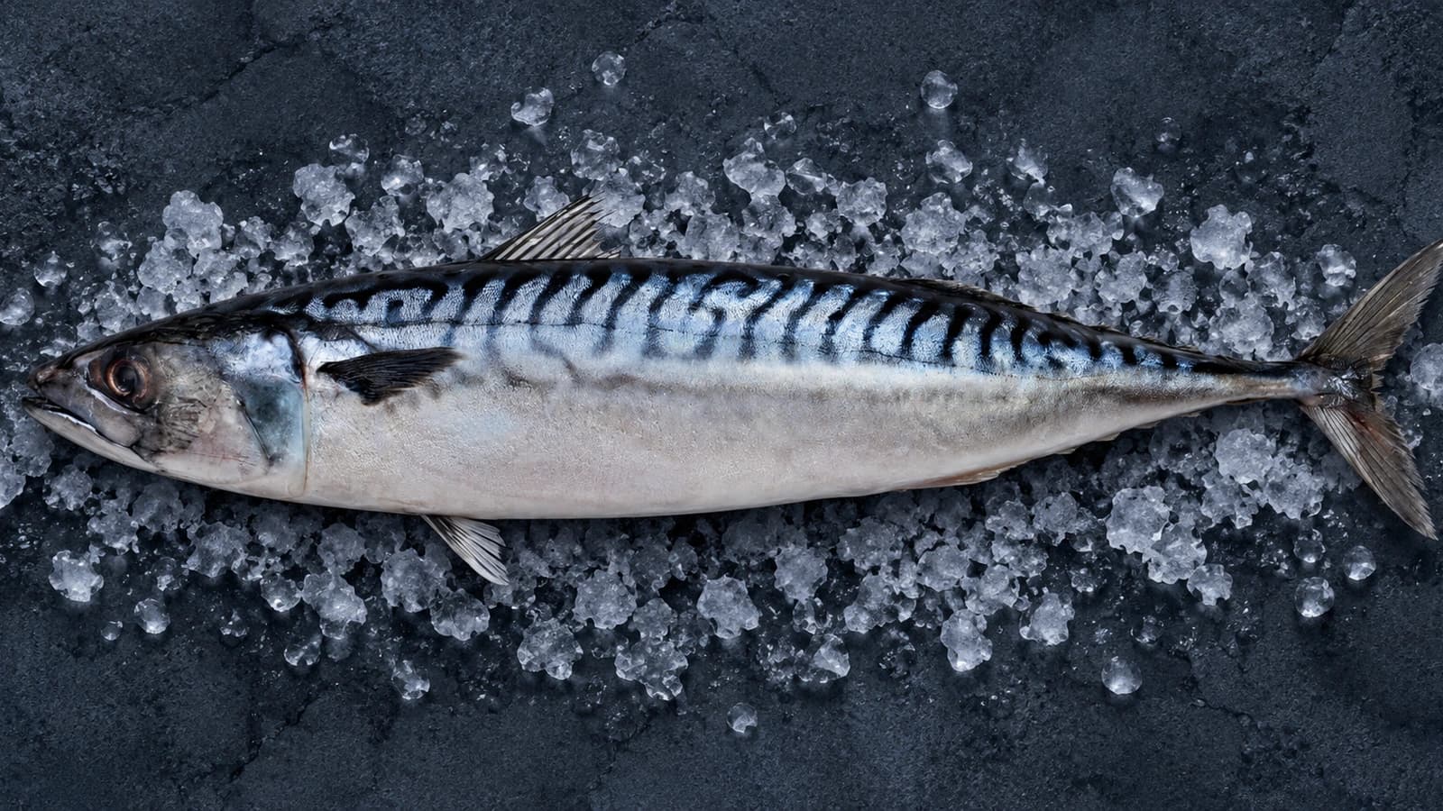 A whole Atlantic mackerel on crushed ice, the striped back and finlets visible