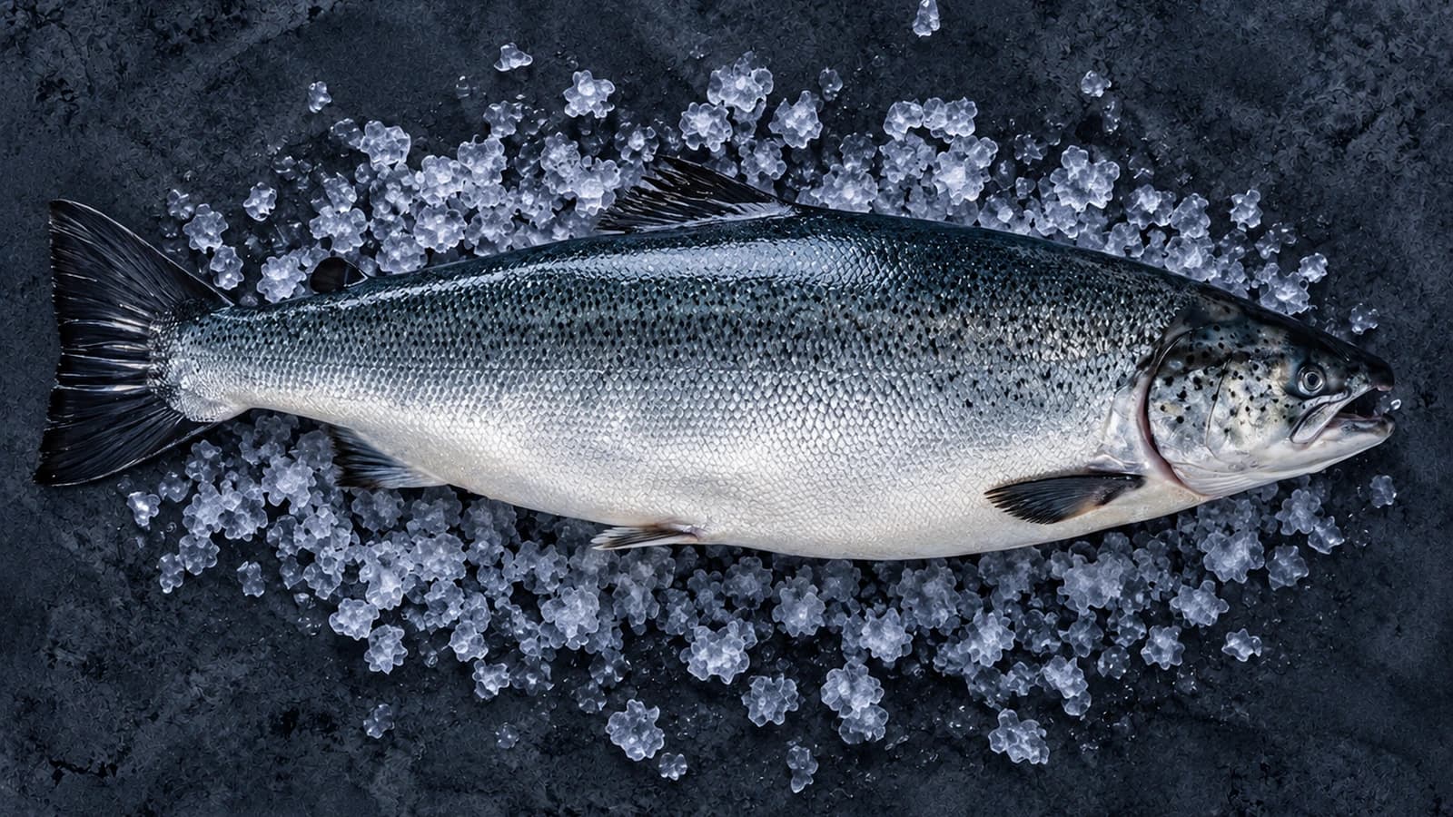 Whole gutted Atlantic salmon on wet granite with a Norwegian fjord behind