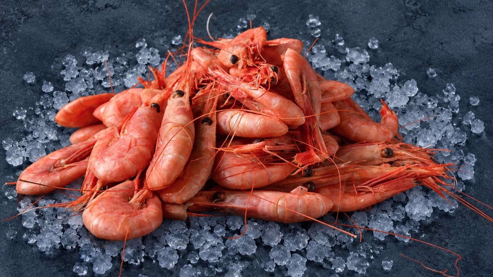 A pile of small cooked pink cold-water prawns with shells on, on crushed ice