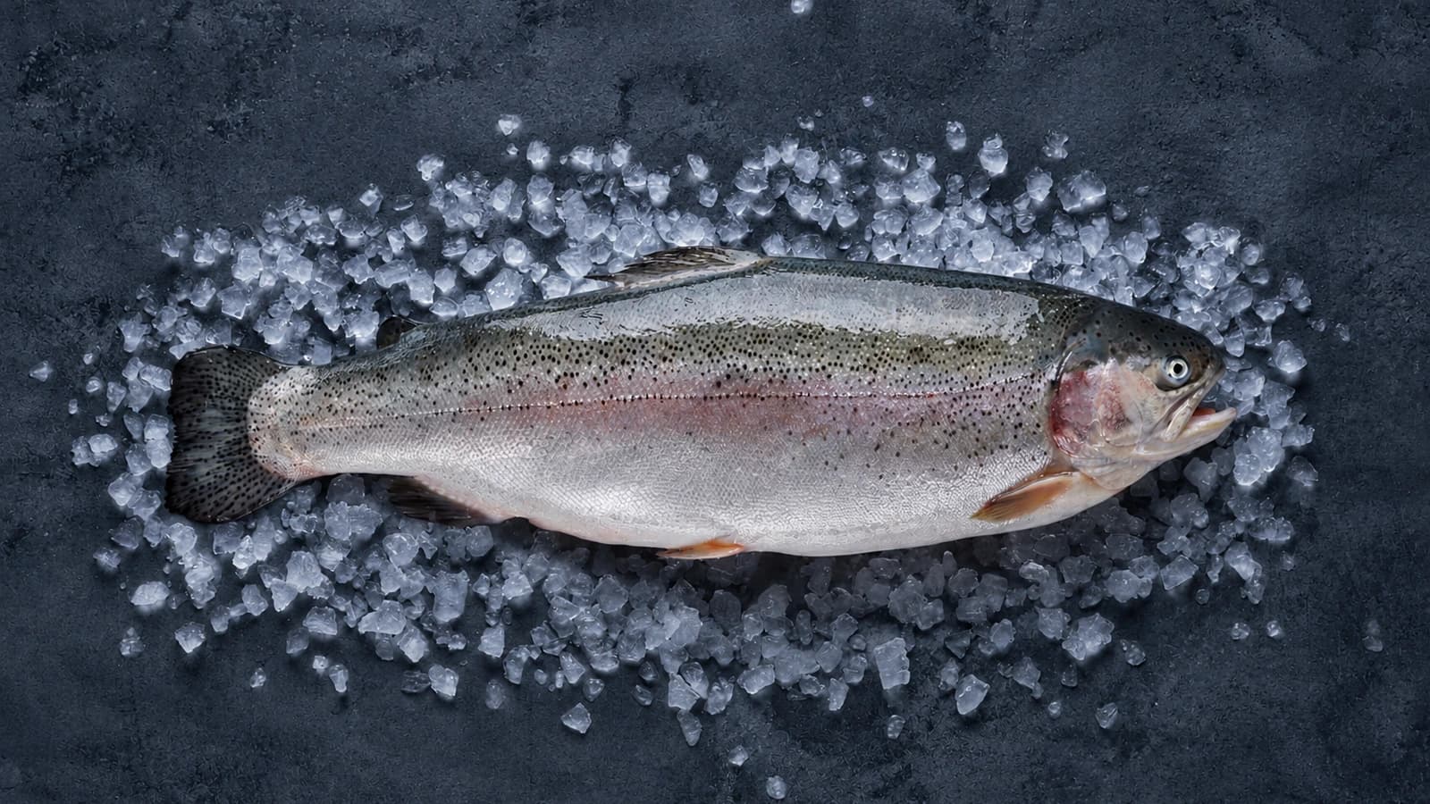 A whole fjord trout on wet granite with a Norwegian fjord behind