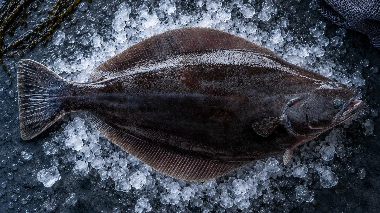 Greenland halibut on wet granite by a Norwegian fjord, dark on both sides with long unbroken fins
